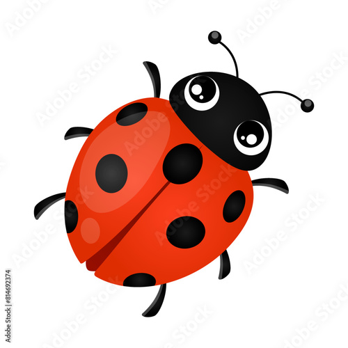 Ladybug cartoon insect vector cute character isolated on white background. 