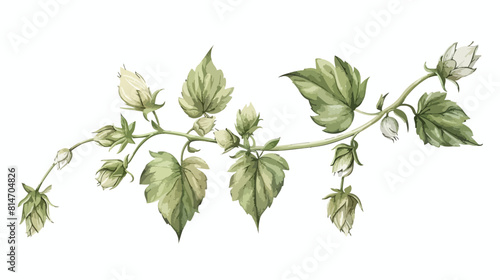 Natural drawing of green fresh organic hop sprig