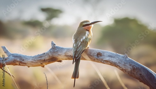 little bee eater merops pusillus sitting on a branch in kruger national park in south africa