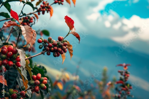 Coffee plant with red coffee beans on a tree in the mountains, closeup, blurred background, sunny day, blue sky and clouds, green mountain landscape. Commercial photo, soft light, high resolution.