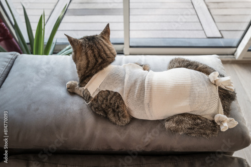 Chat convalescent