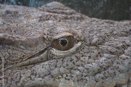 Nile crocodile