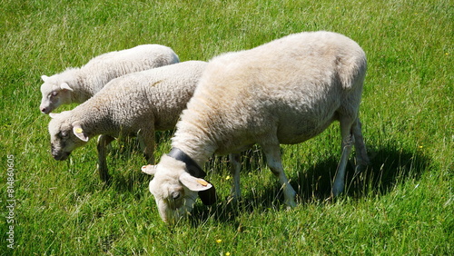 Wygon owiec na pastwisko. Owce, zwierzęta, natura