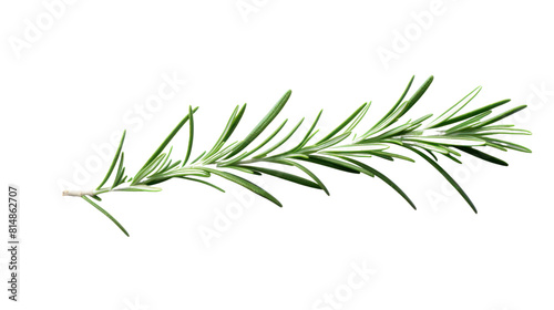 fresh rosemary leaves isolated on transparent and white background.PNG image.