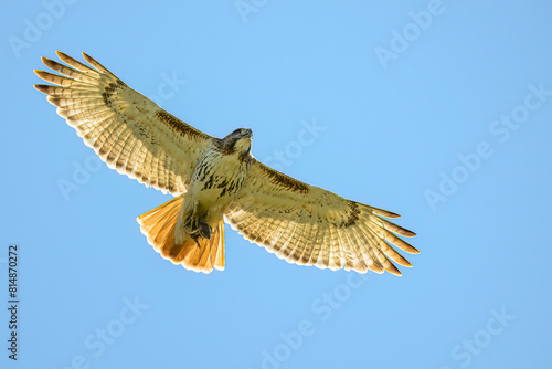 A flying Red-tailed Hawk (Buteo jamaicensis) against a clear blue sky carrying an Eastern Chipmunk (Tamias striatus) in its talons in Michigan, USA.