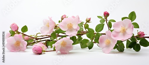 Beautiful wild rose in bloom with no other objects in the frame creating a copy space image against a white background