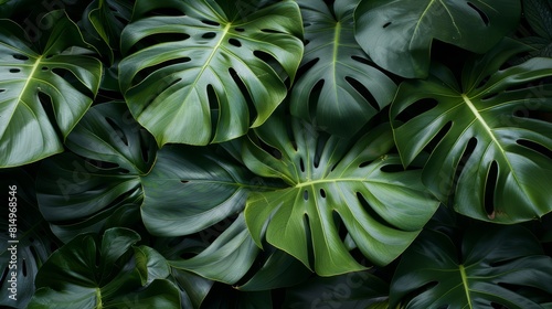  A close-up of a large green plant, adorned with numerous leaves along its sides On the opposite side, another sizable green leaf unfurls