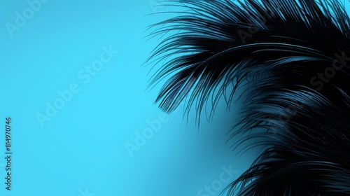  A palms tree's close-up with a blue sky backdrop and a foreground black palm tree