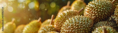 A closeup of Mon Thong durians, prized for their creamy texture and bittersweet taste, ripe and ready for harvest 8K , high-resolution, ultra HD,up32K HD