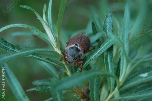 cockchafer crawls on a branch of sea buckthorn