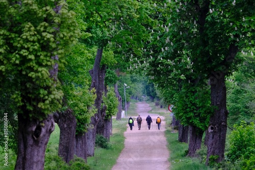 Silhouettes of hiking people on beautiful tree alley in spring scenery. Warmia and Masuria, Polasie, Poland