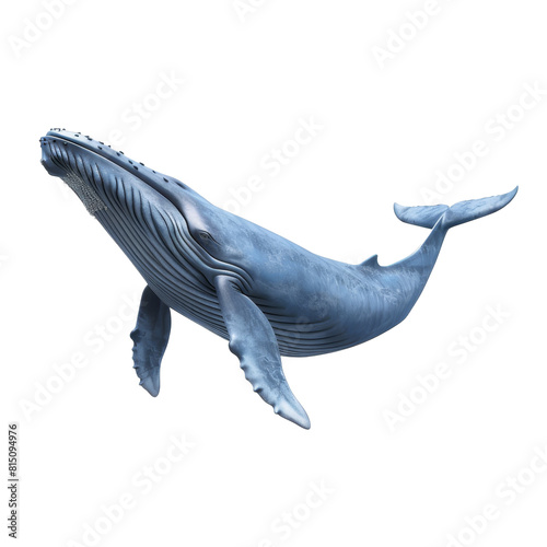 A humpback whale swimming gracefully on a Png background, a blue whale isolated on transparent background