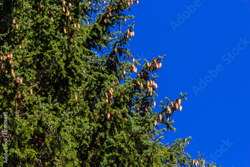Branches with cones European spruce Picea abies on a background of blue sky