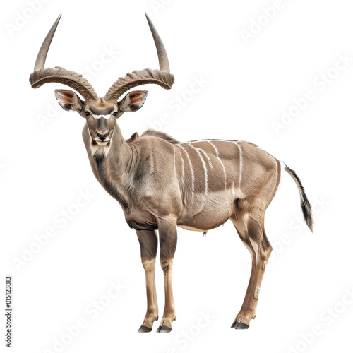 A large antelope, the greater kudu, standing in front of a plain white backdrop, a greater kudu isolated on transparent background