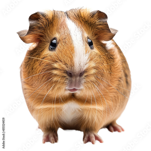 A brown and white guinea pig stands on a white surface, a Beaver Isolated on a whitePNG Background