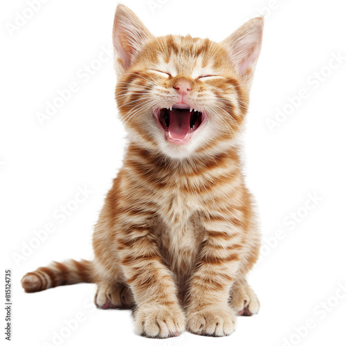 A cute and happy kitten is yawning on a plain Png background, a Happy and Cute Cat Laughing isolated on transparent background
