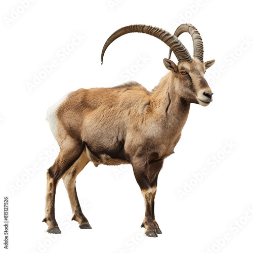 A goat with long horns standing proudly on a Png background, a ibex isolated on transparent background