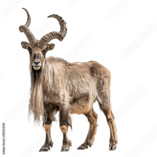 A markhor, a type of wild goat, stands with long horns in front of a plain Png background, a Beaver Isolated on a whitePNG Background