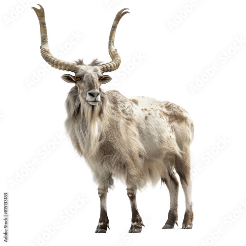 A markhor goat with long horns standing on a Png background, a Beaver Isolated on a whitePNG Background
