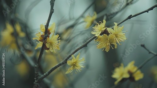 Hamamelis virginiana displaying yellow blossoms during the beginning of spring