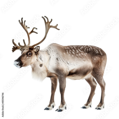 A reindeer standing on a plain Png background, a Beaver Isolated on a whitePNG Background