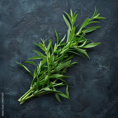 Estragon twigs, tarragon sprigs, fresh artemisia dracunculus grass, green spice leaves banner illustration
