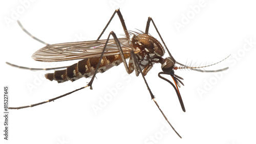Macro photography of a mosquito on white background