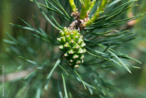green pine cone on twig closeup selective focus