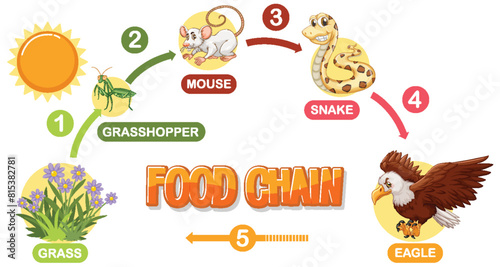 Depicts a simple food chain sequence
