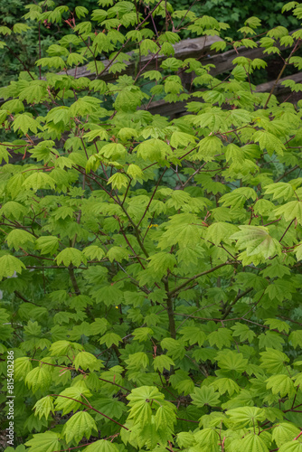 Japanese Maple (Acer Japonicum) 