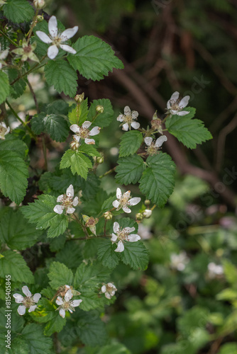 Pacific Blackberry (Rubus Ursinus)