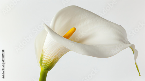 Calla lily, also known as arum lily, is a perennial plant of the family Araceae.