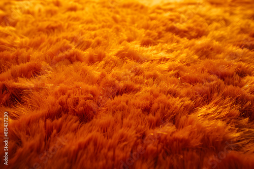 Golden wheat field at sunset