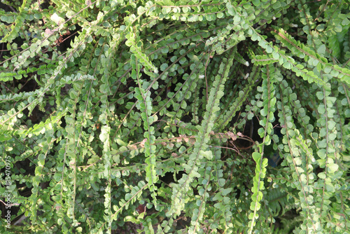 Nephrolepis cordifolia Duffii plant on nursery