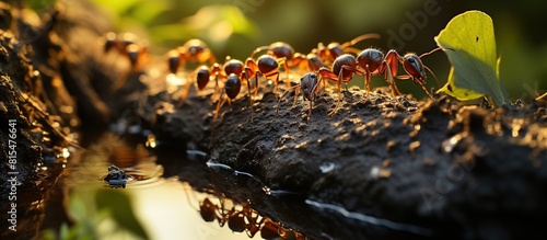 Ants on a Nature Trail