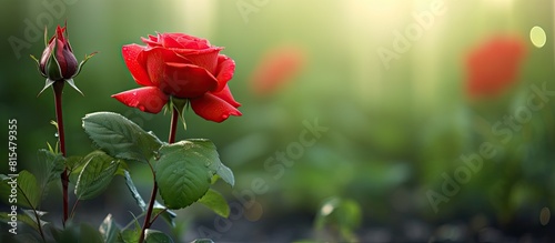 A beautiful view of a flowering garden depicting a vibrant red rose flower along with young rosebuds set against a blurred green background offers a captivating copy space image