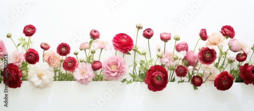 A copy space image featuring white background adorned with red and pink Persian buttercup flowers and Reeves spirea buds