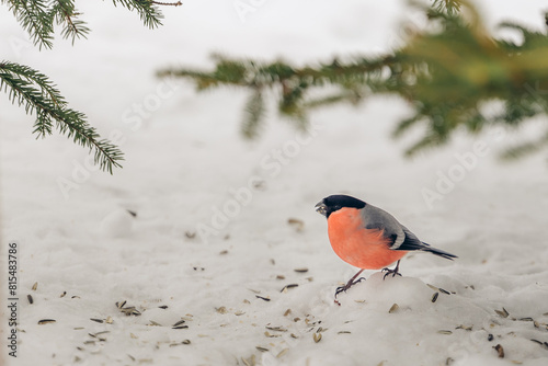 Eurasian bullfinch standing on snow with tree branches above