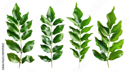 Set of curry leaves, highlighting their vibrant green leaves essential in South Indian cooking for their unique aroma and taste