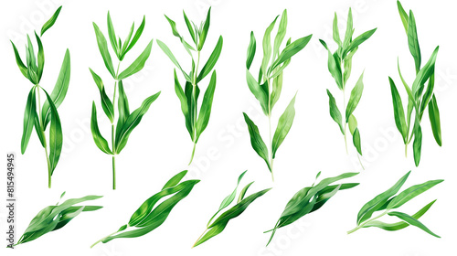 Set of tarragon leaves, showing their long, slender leaves popular in French cuisine, known for their distinctive anise-like flavor