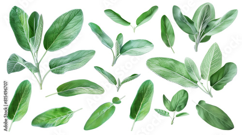 Set of sage leaves, with their soft, silver-green foliage used in culinary dishes and cleansing rituals