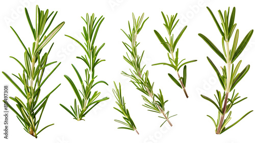 Set of rosemary leaves, showcasing their needle-like, fragrant foliage used in cooking and aromatherapy