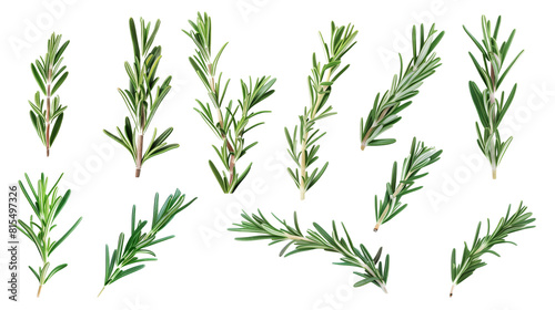 Set of rosemary leaves, showcasing their needle-like, fragrant foliage used in cooking and aromatherapy