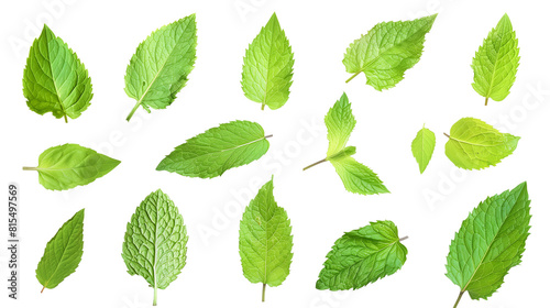 Set of mint leaves, known for their refreshing scent and jagged edges, widely used in drinks and dishes