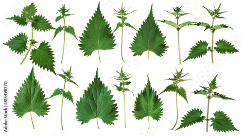 Set of wild nettle leaves, known for their stinging hairs and serrated edges, used in traditional medicine and cooking,