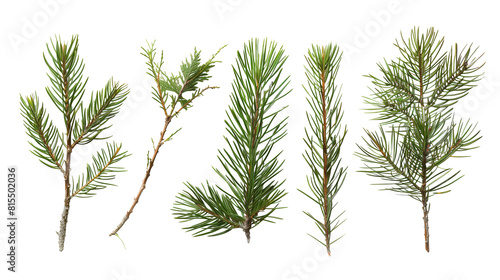 Set of pine tree needles, displaying their needle-like shape in bundles, ideal for coniferous forest depictions,