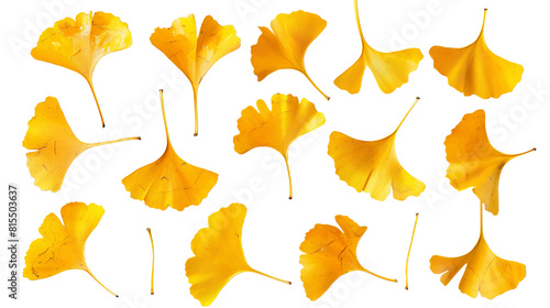 Set of ginkgo biloba leaves, featuring their distinct fan-shaped design and vibrant yellow autumn color,