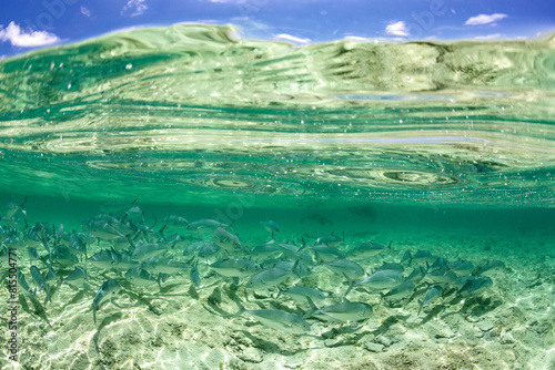 Underwater view of a school of silver trevally swimming in clear tropical ocean water