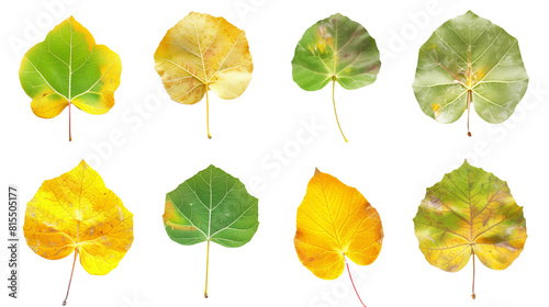 Set of aspen leaves, showcasing their unique round shape and fluttering behavior, transitioning from summer green to autumn gold,