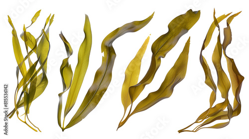 Set of kelp leaves, emphasizing their long, ribbon-like underwater forms, essential to marine ecosystems